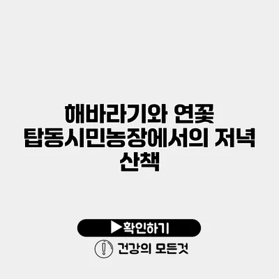 해바라기와 연꽃 탑동시민농장에서의 저녁 산책